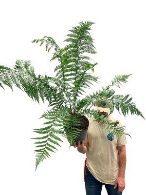 Baumfarn Dicksonia Antarctica